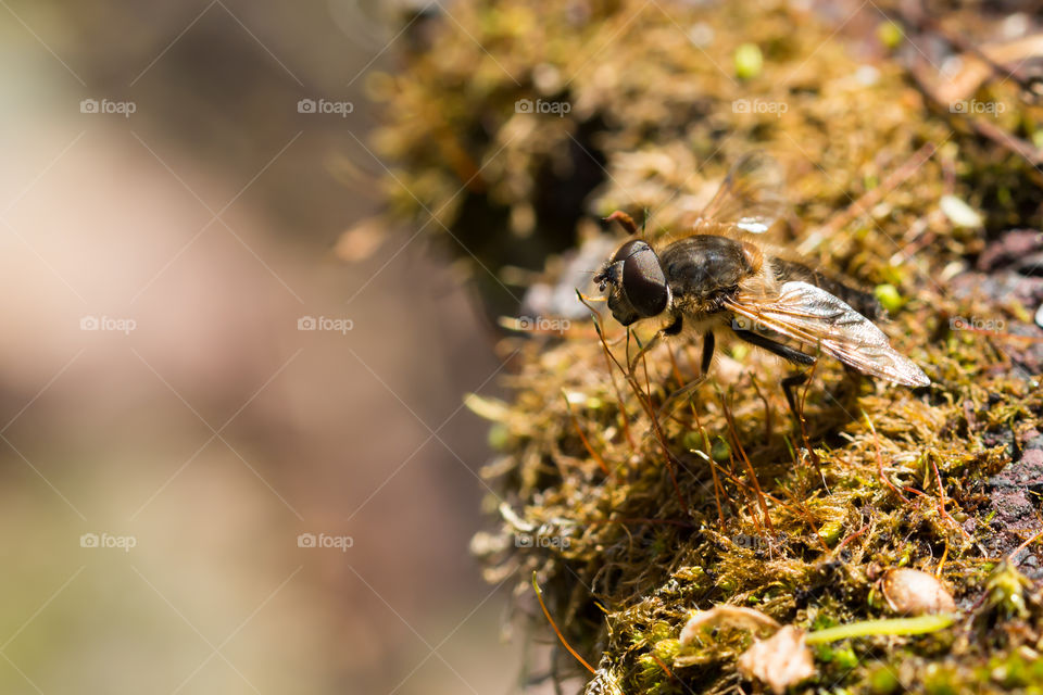 Bee in nature. Bee in nature