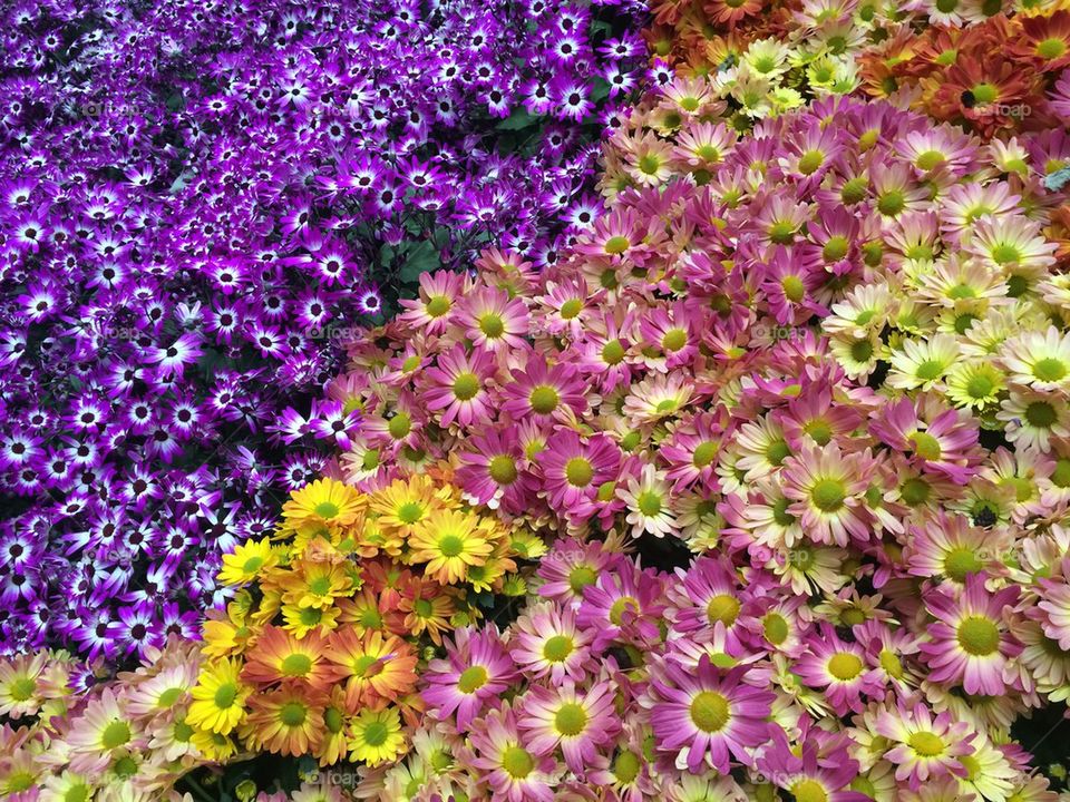 Vivid Flowers in Garden