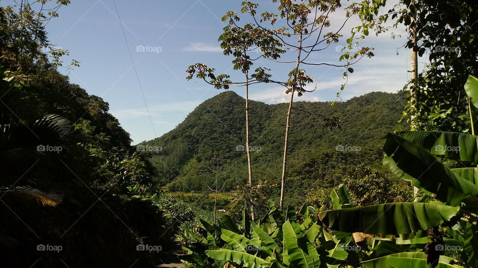 Vale Árvore Embauva Montanha Céu Bananeiras