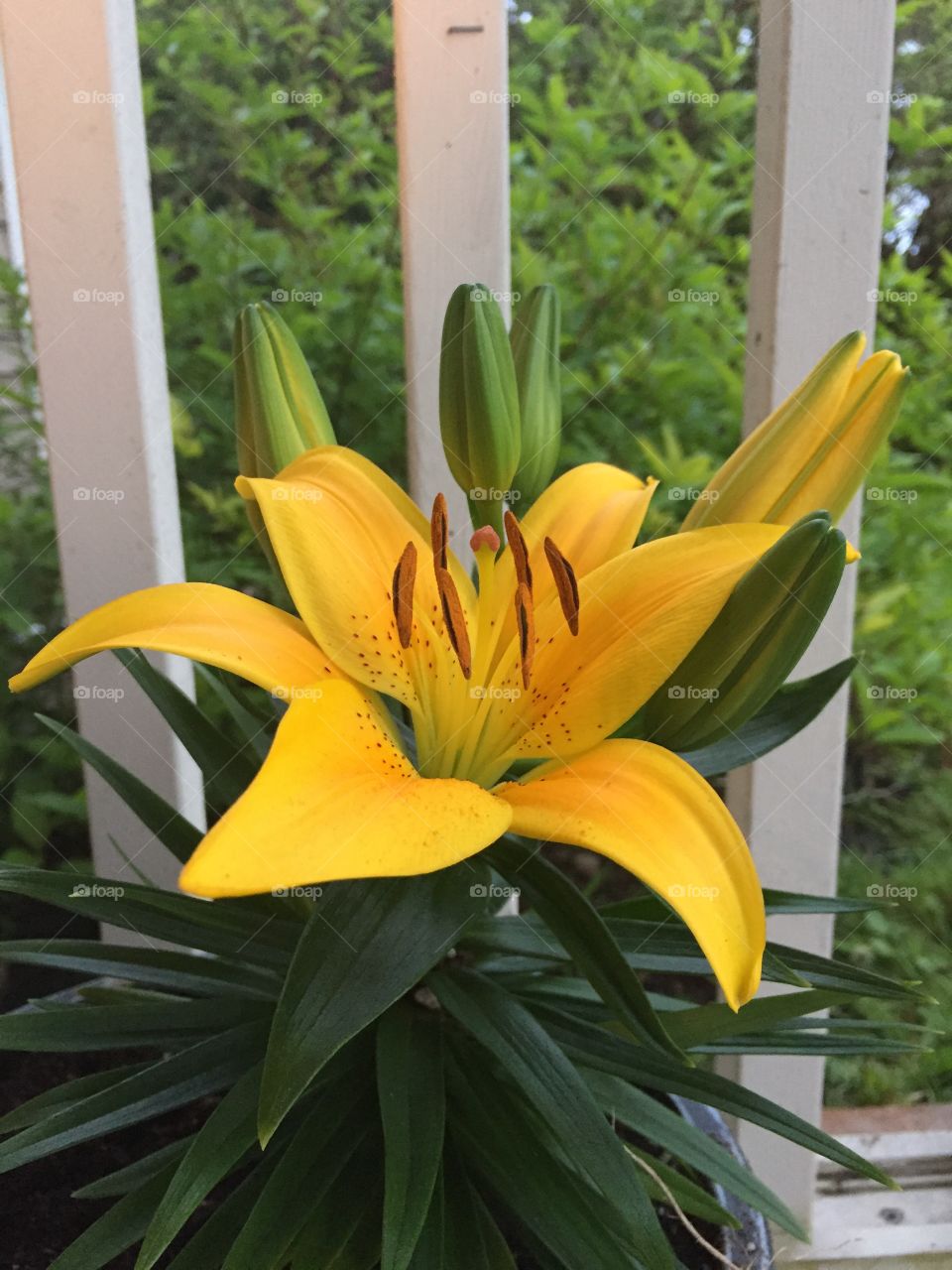 Outstanding lily
