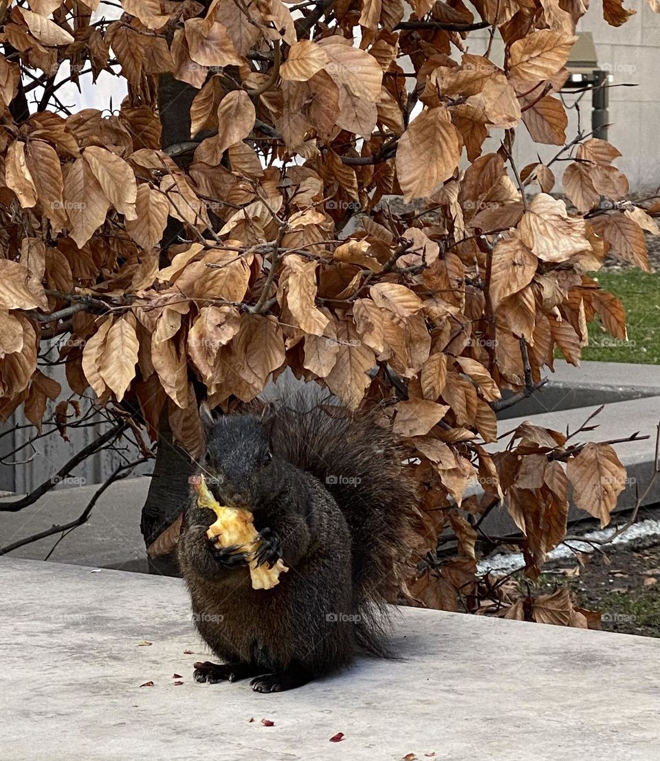 Squirrel is eating an apple 