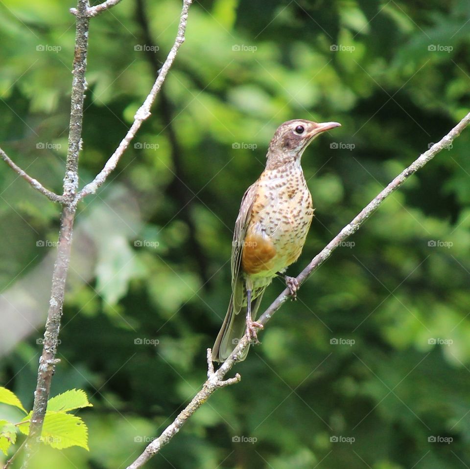 juvenile robin enjoying a sunny summer day in Michigan