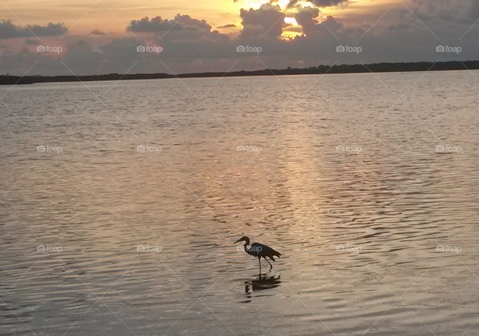 Bird on the water