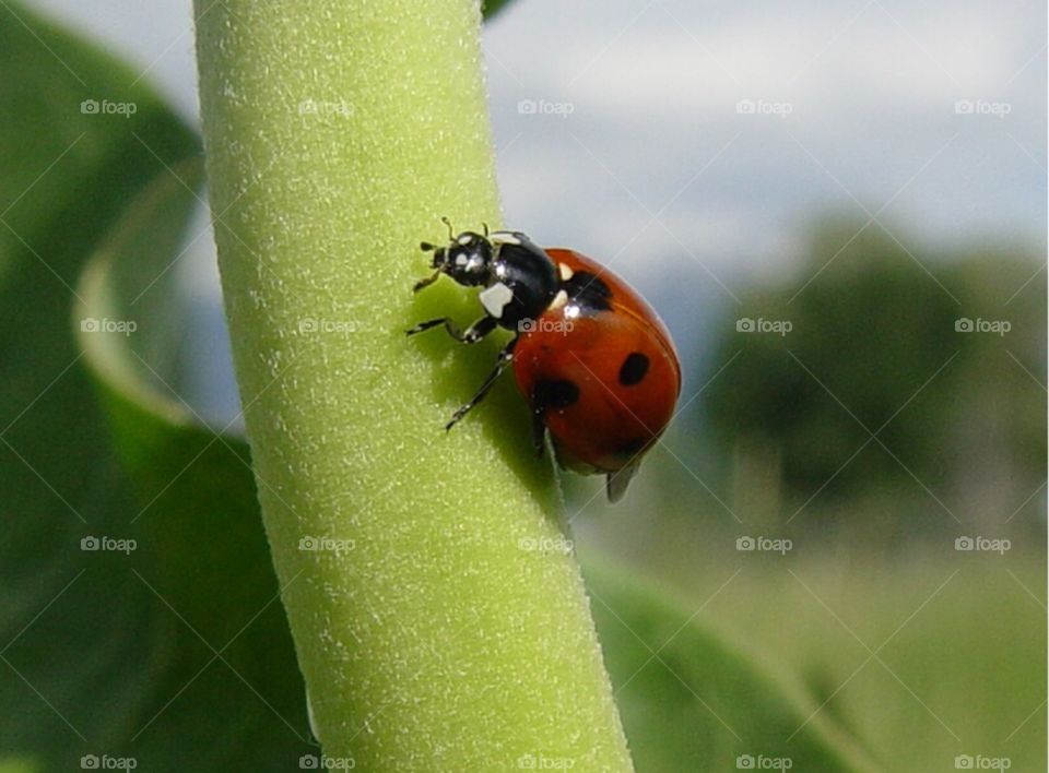 Ladybug 