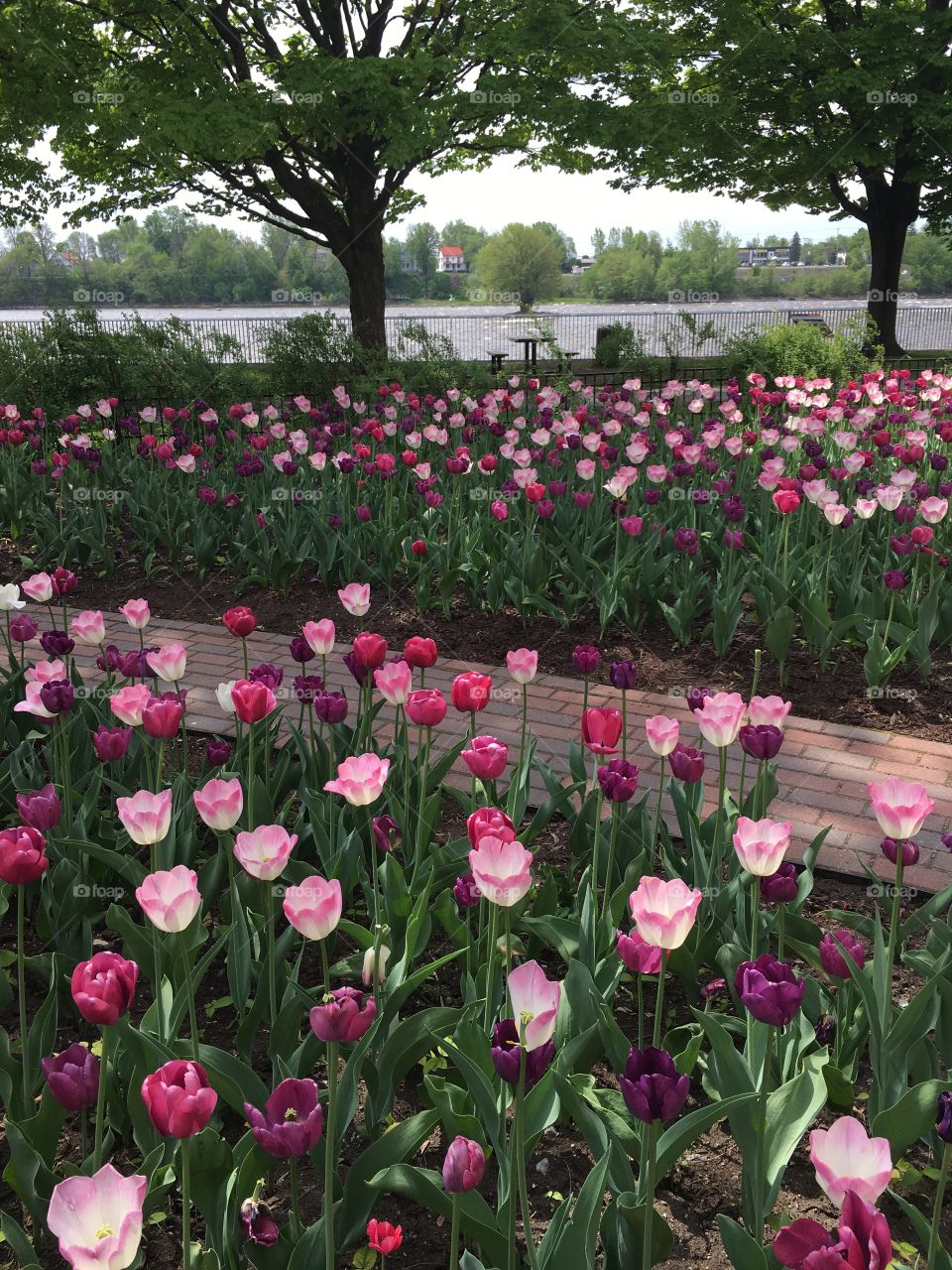 Tulips to the river…