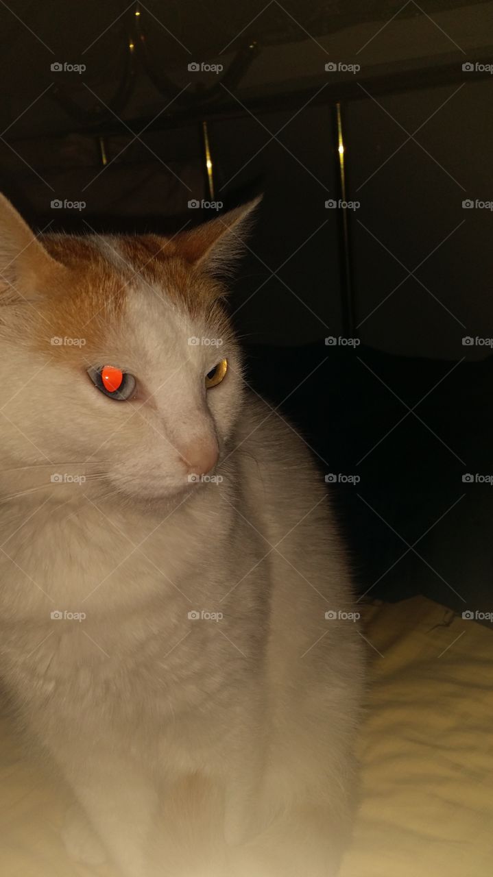 Cat, Mammal, Pet, Portrait, One