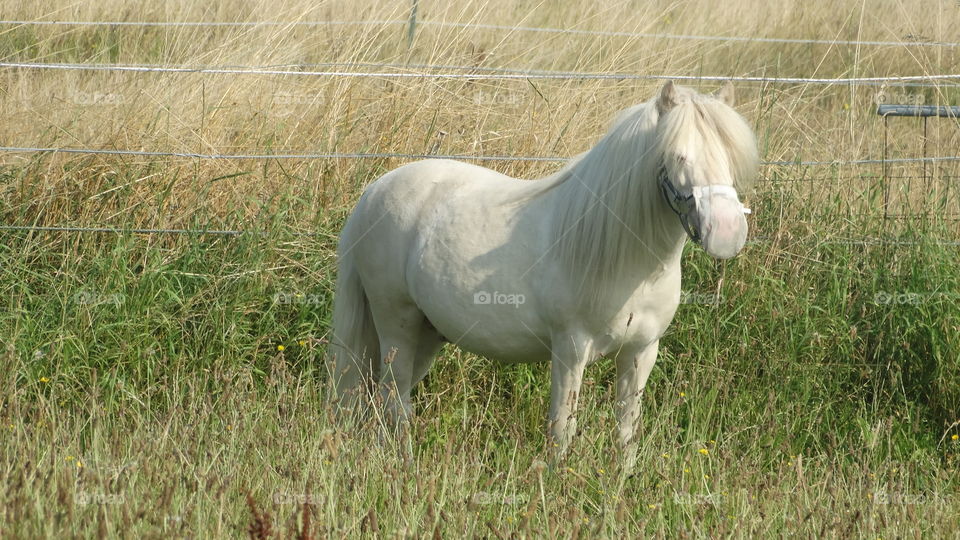 staring outside mini horse