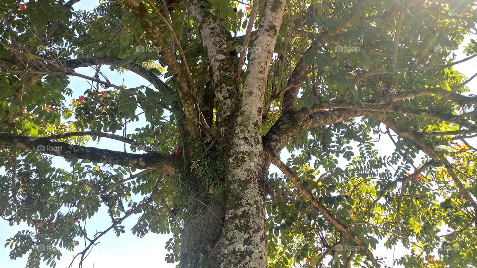 TRONCO ARVORE 🌳 PRAÇA