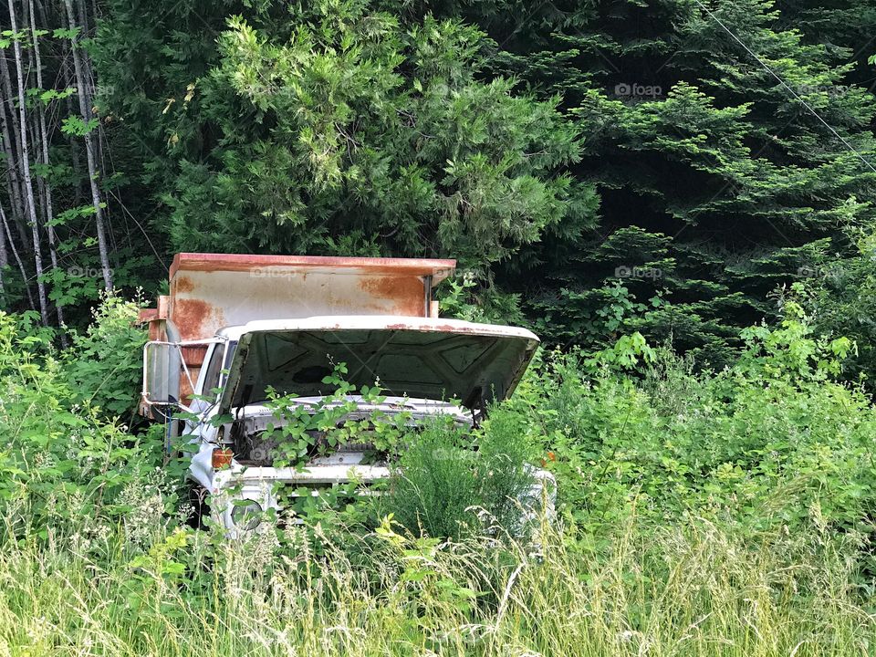 An old rusted dump truck with its hood up overrun by vegetation from being abandoned in the forest. 