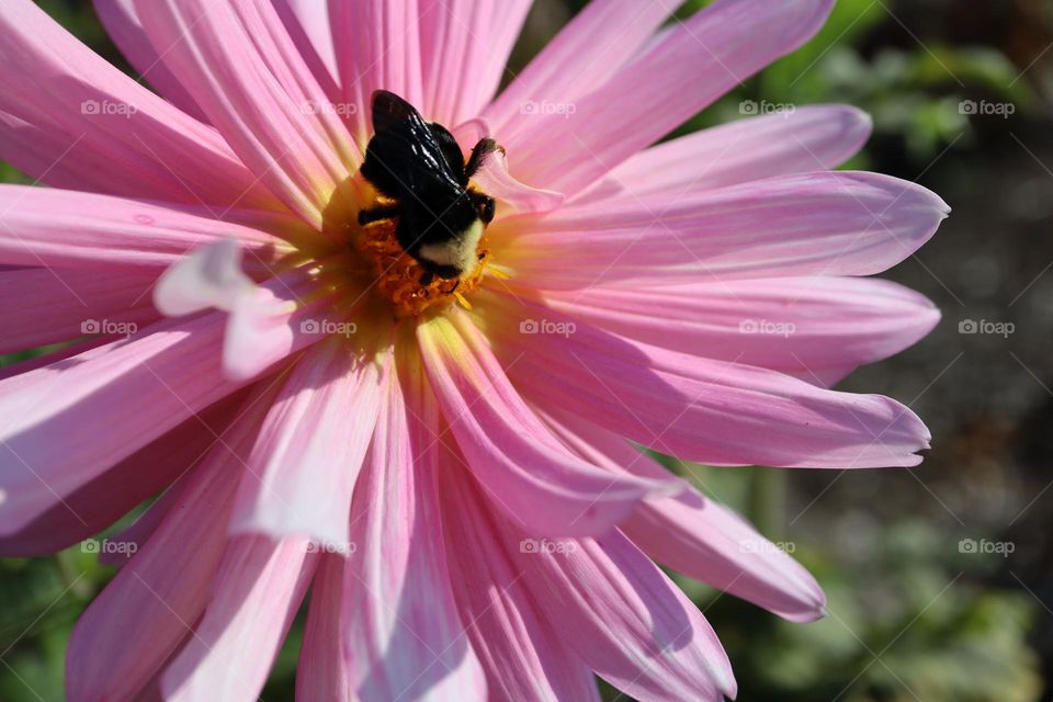 Huge bumble bee visiting flower