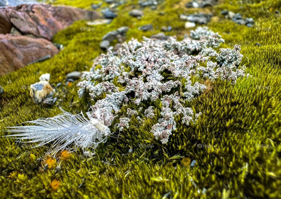 Bed of lichen (yes! It’s a plant… sort of… a fungus/algae/Cyanobacteria symbiotic organism/community important for plant nutrients!!!) in a grassy field with a feather from an unidentified bird, but likely pelagic