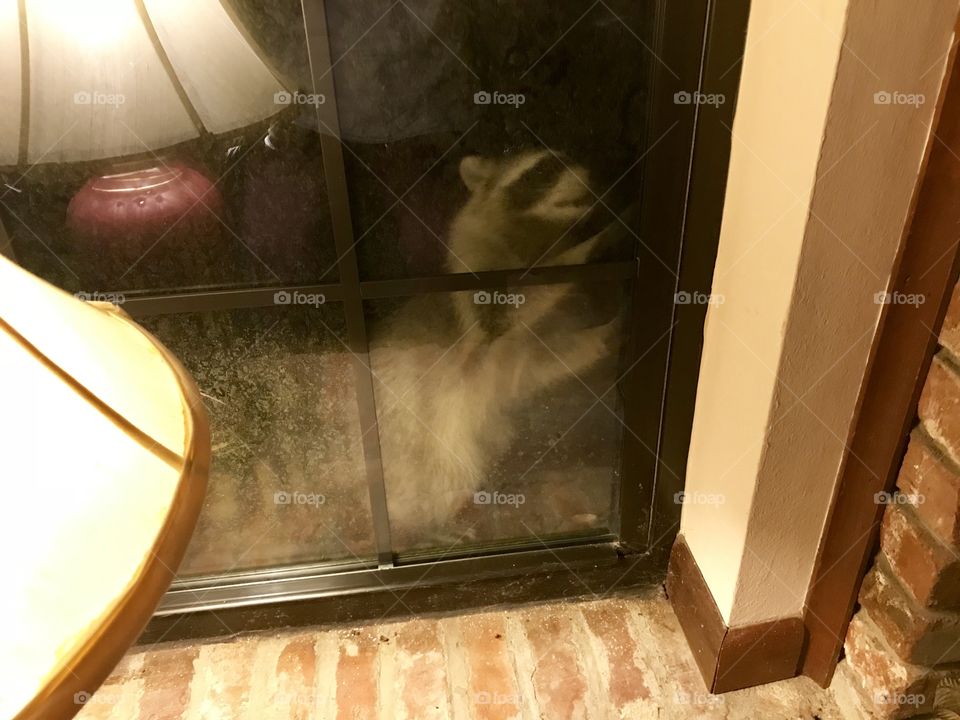 Burglar at my window !!!!!!