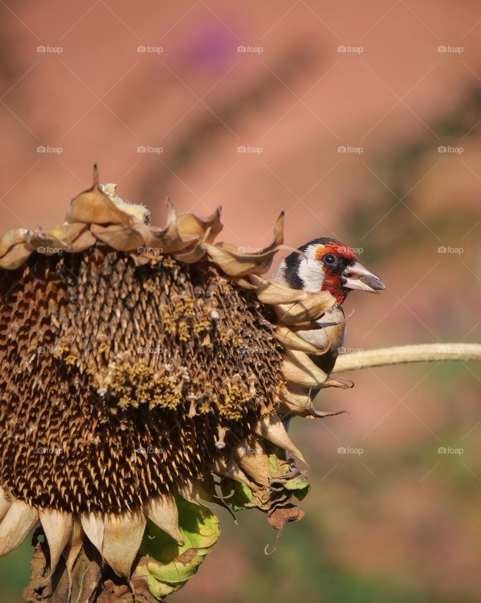 European goldfinch with sunflower seed in its beak