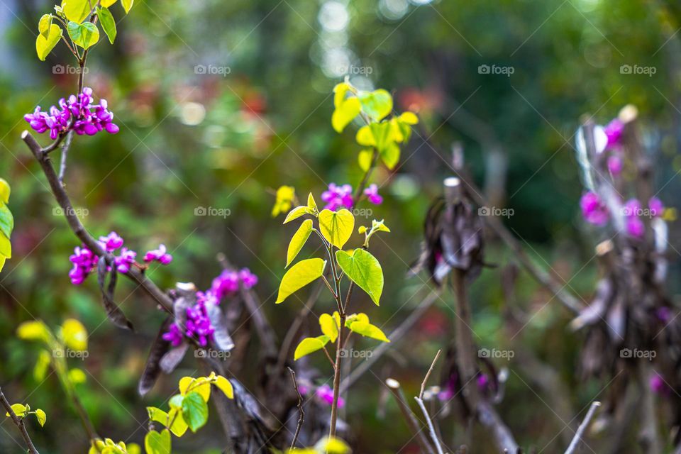 The blooming flowers and plants   in a garden.