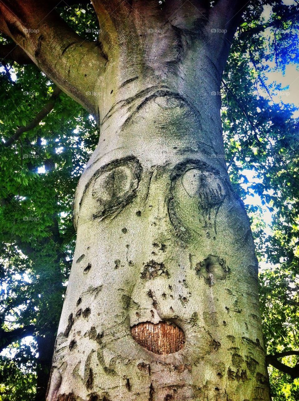 Tree Face