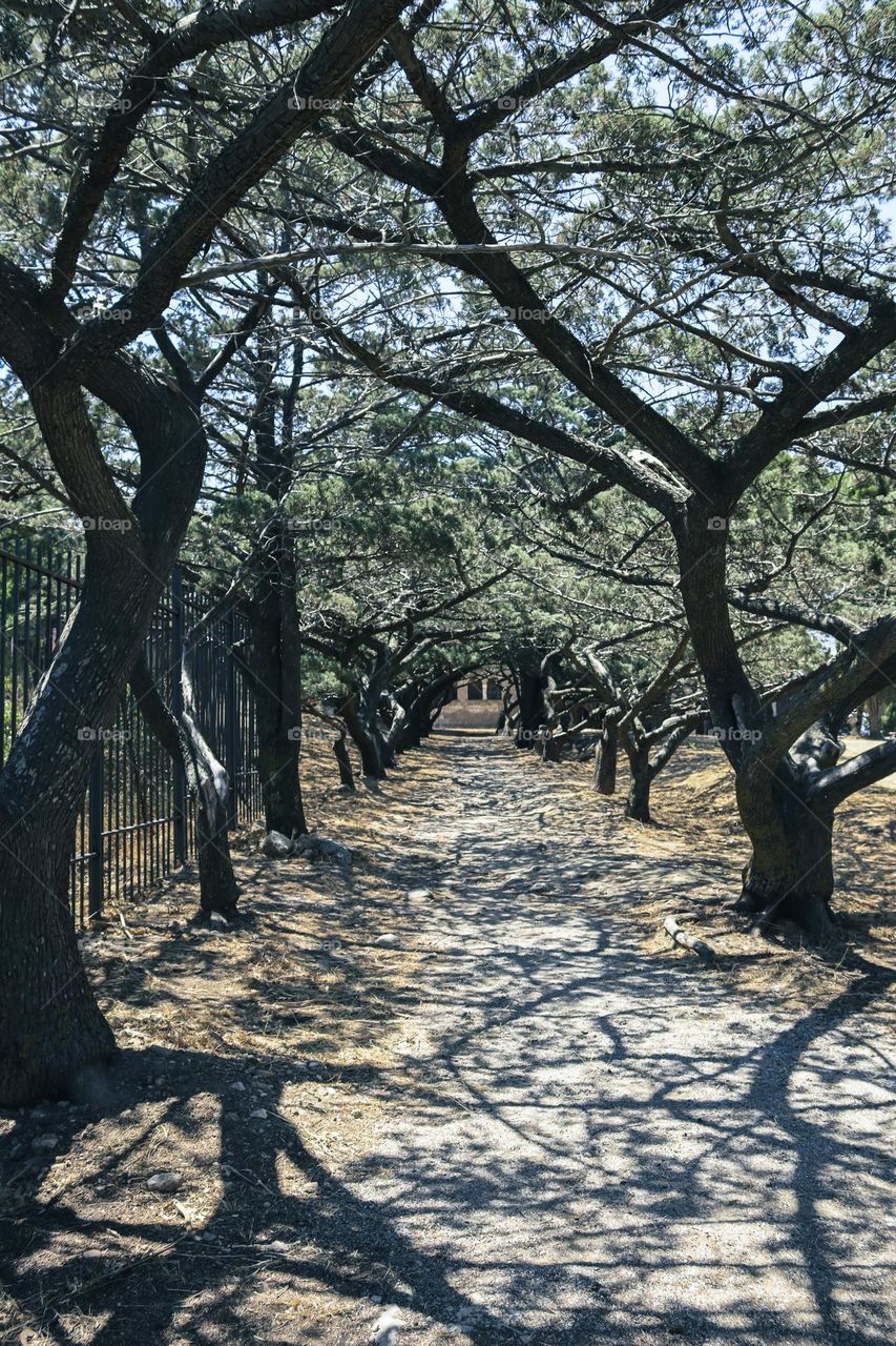 Cypress alley with a path and abstract shadows from branches and trees leading forward to the ancient castle on Mount Felirimos in Greece on the island of Rhodes, side view close-up.