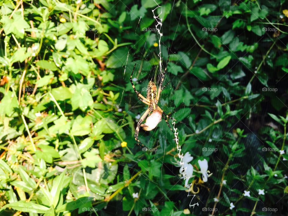 Spider in its web, choking down on a fresh kill.