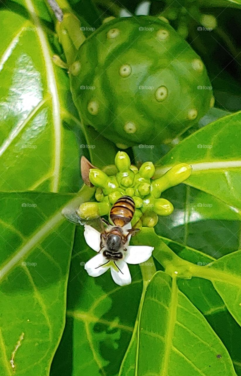 bee captured