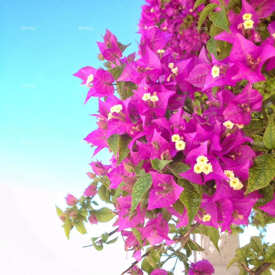 Purple pink flowers in Lisbon. Exotic pink flowers called Bougainville in Lisbon