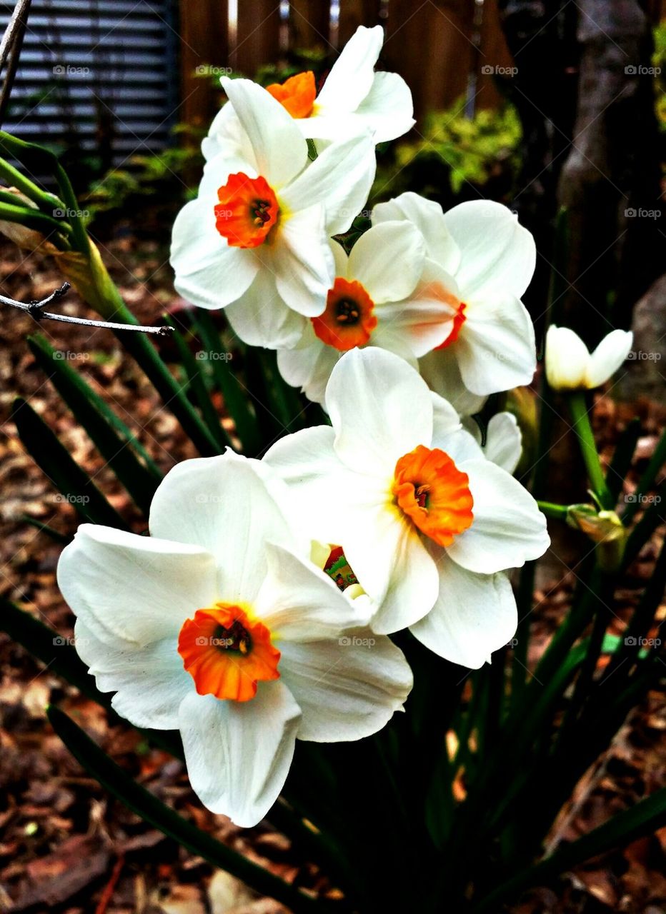 Daffodils