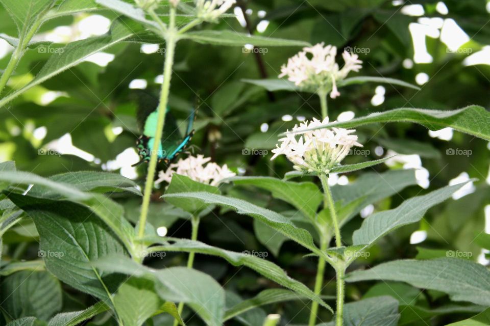 the hidden butterfly