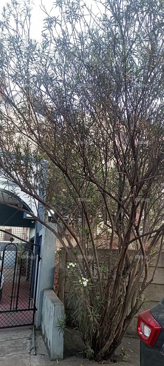 sparrow preaching in the morning before sunrise on a white colour flowers tree