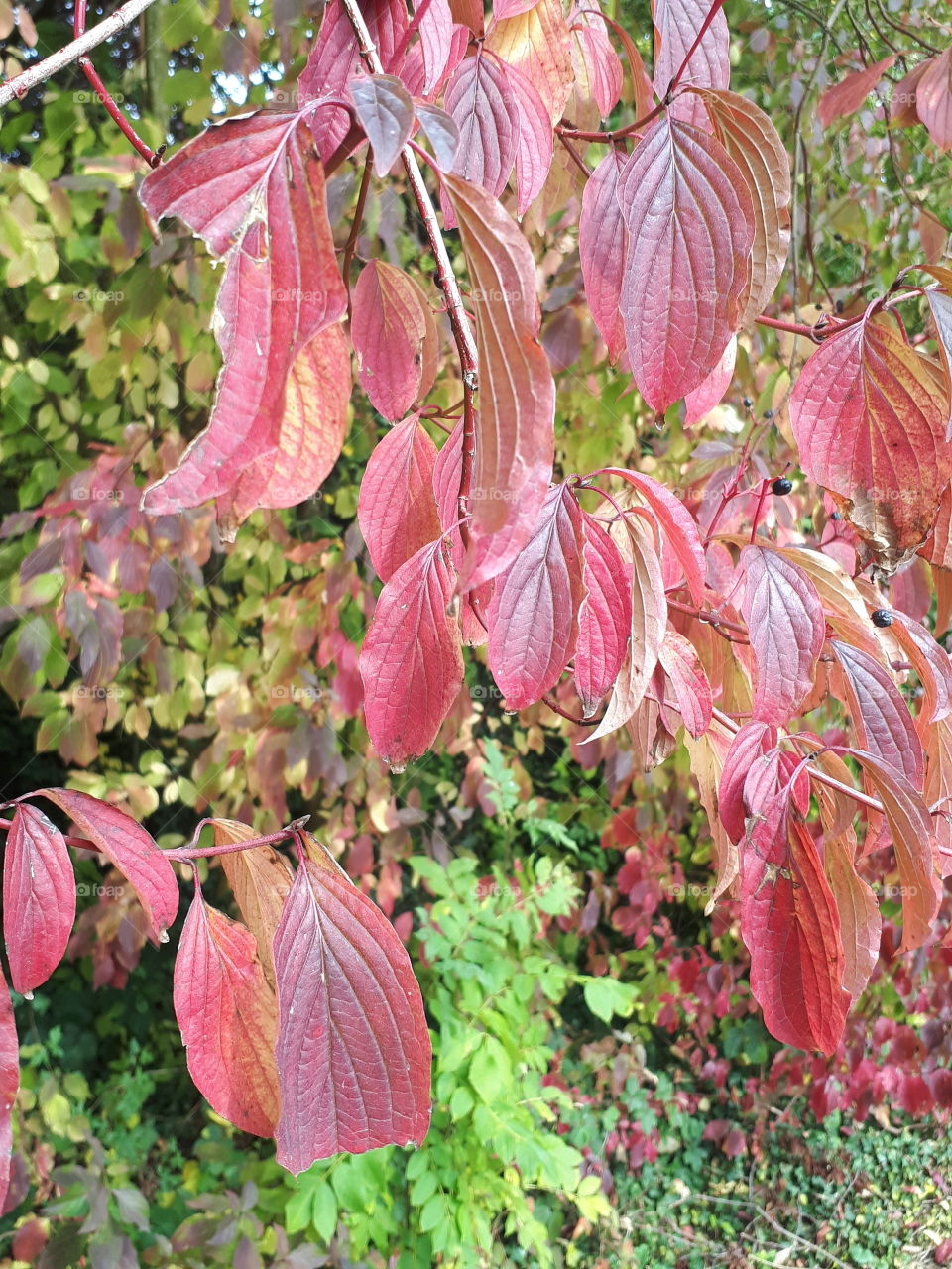 Autumn Leaves