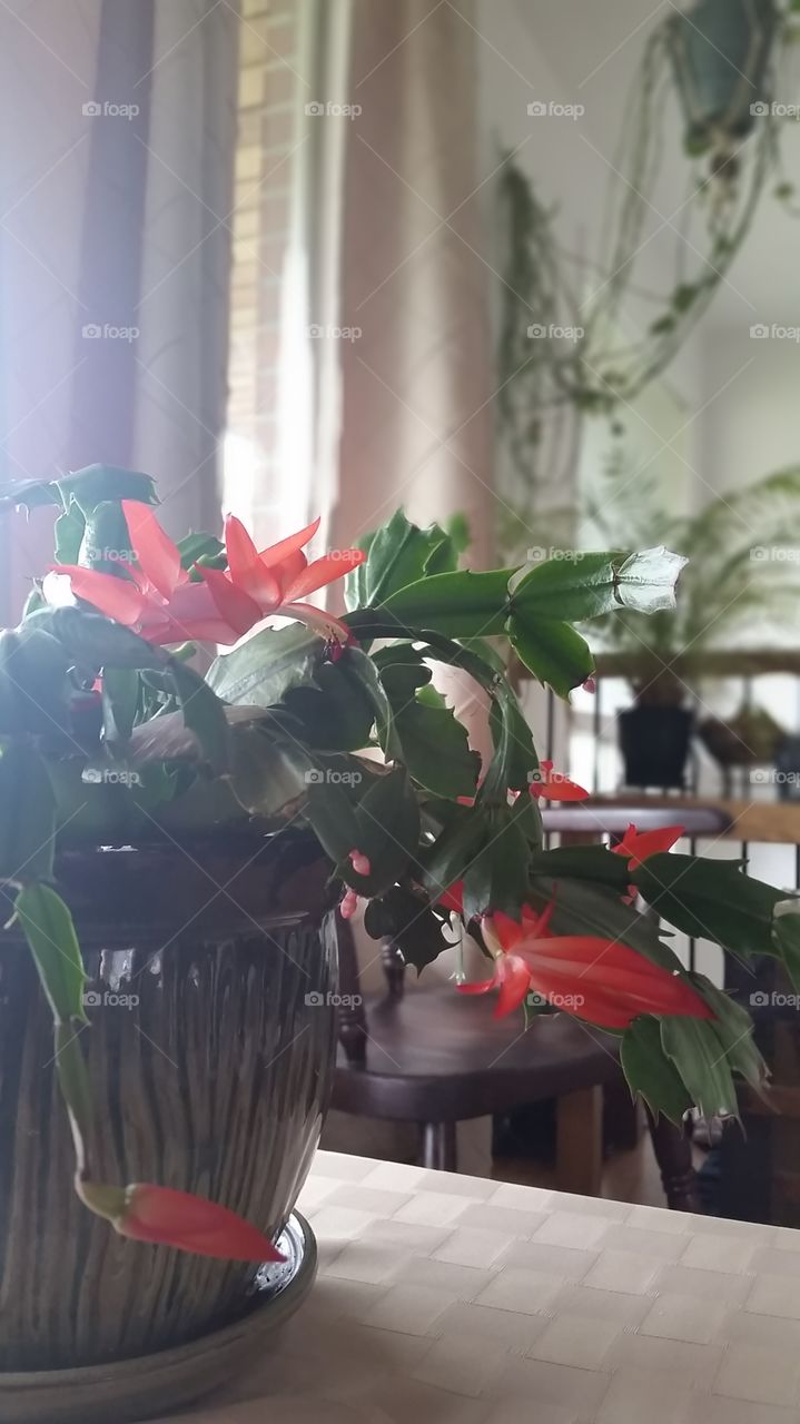 Christmas cactus