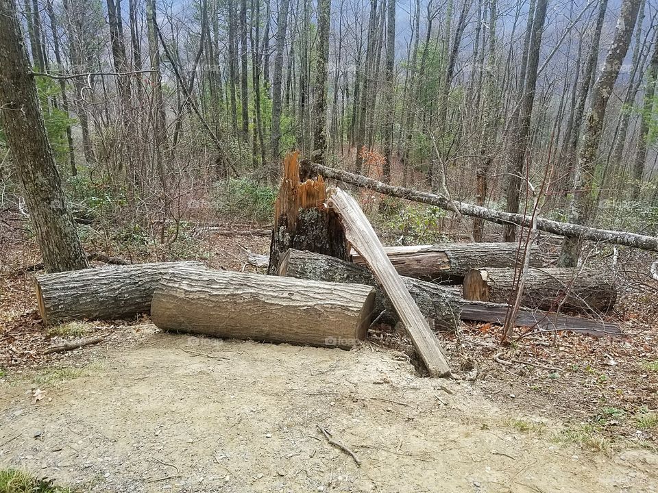 Logs, logs, logs