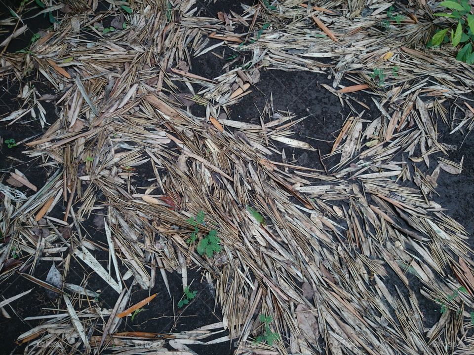 Bamboo dry leaf. Bamboo dry leaf, nature, abstract