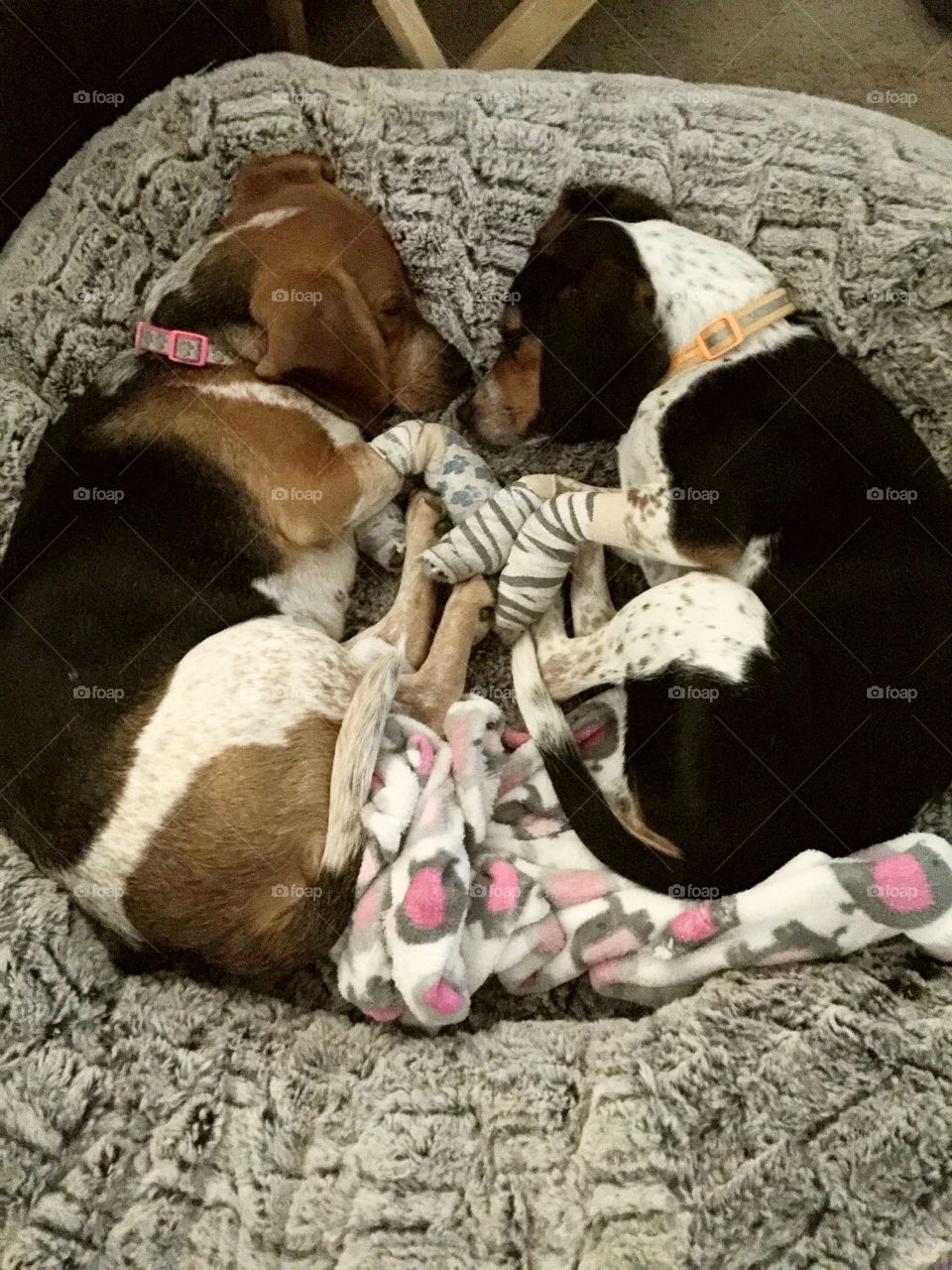 Long day after having surgery the puppy cuddling together 