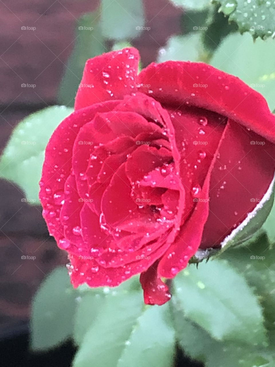 Raindrops on a red rose