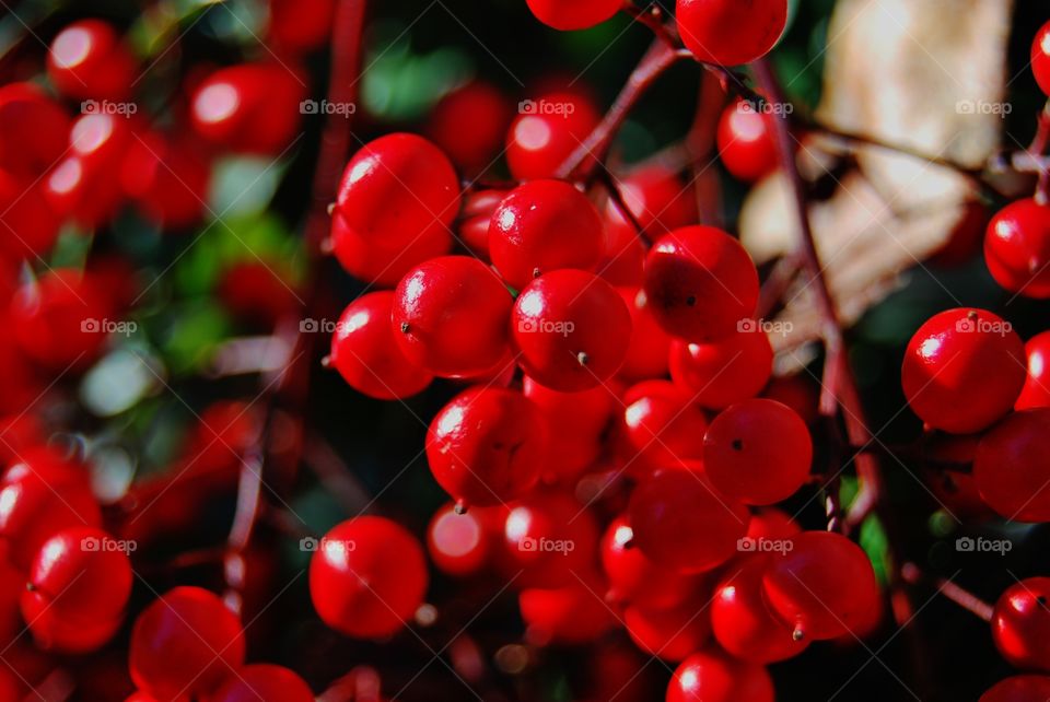 Red berries