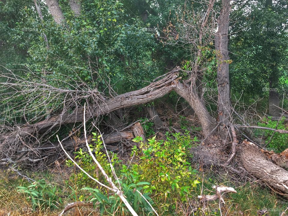 Fallen tree