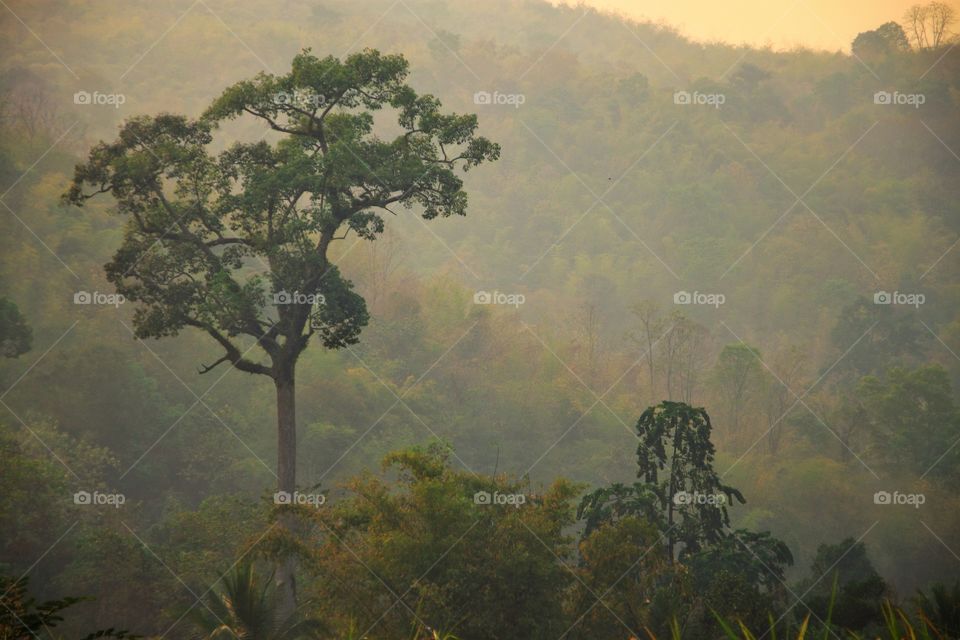 Trees forest nature beautiful  Make the world a pleasant place to live and provide a good atmosphere for our humans.