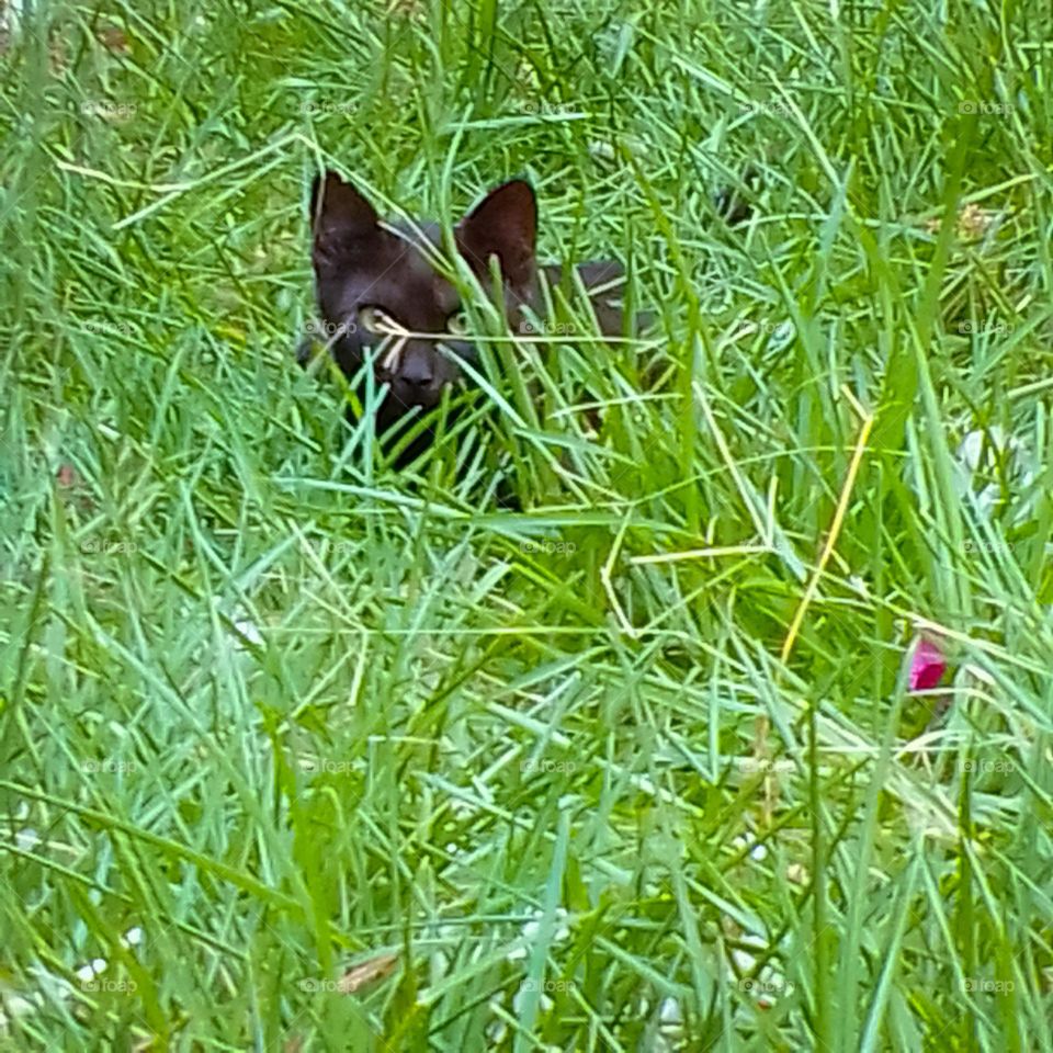 little black cat , nice landscape