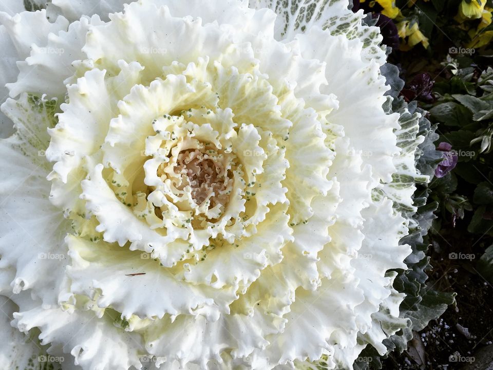 White ornamental kale - winter garden