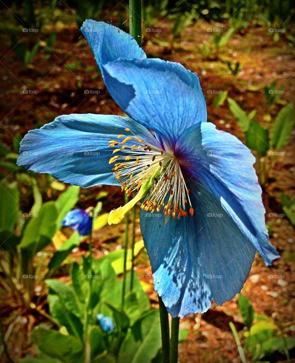 Blue Poppy