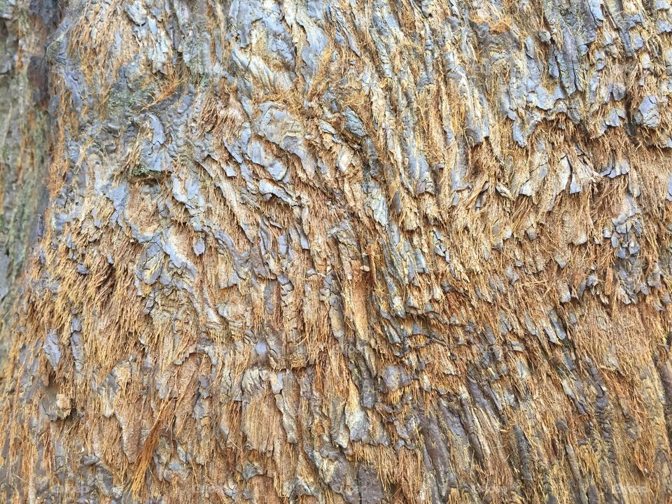 Sequoia bark