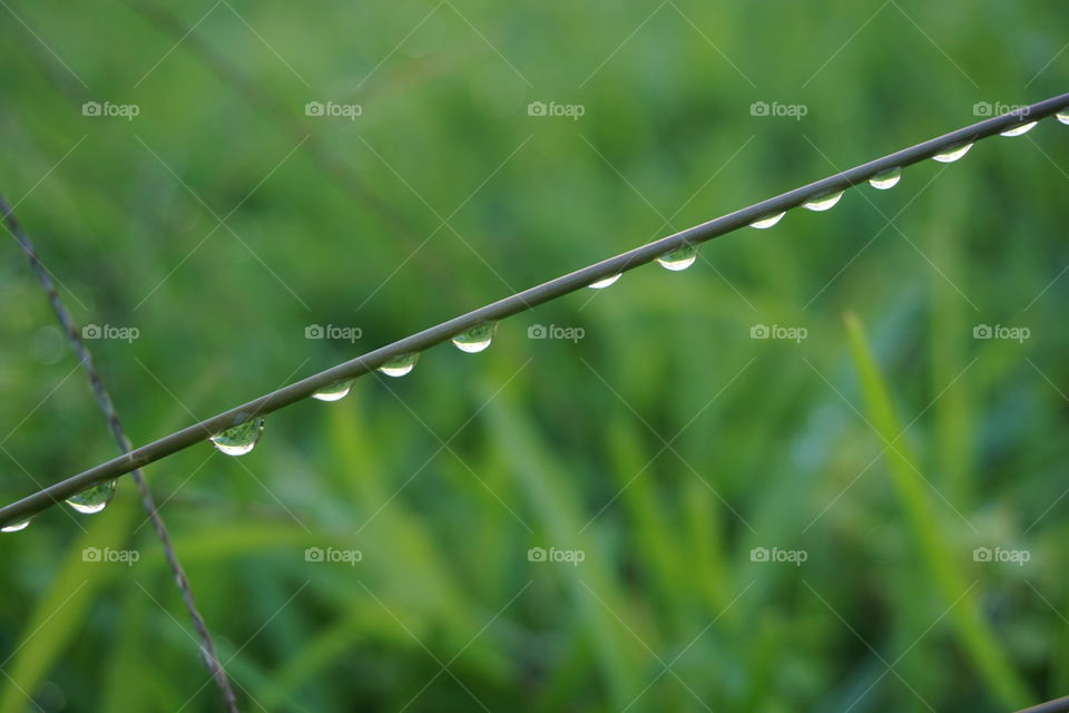 water and grass