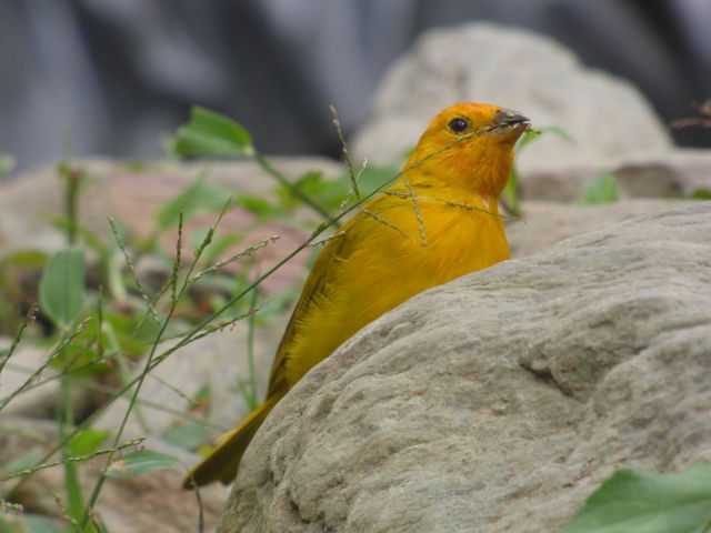 Bird