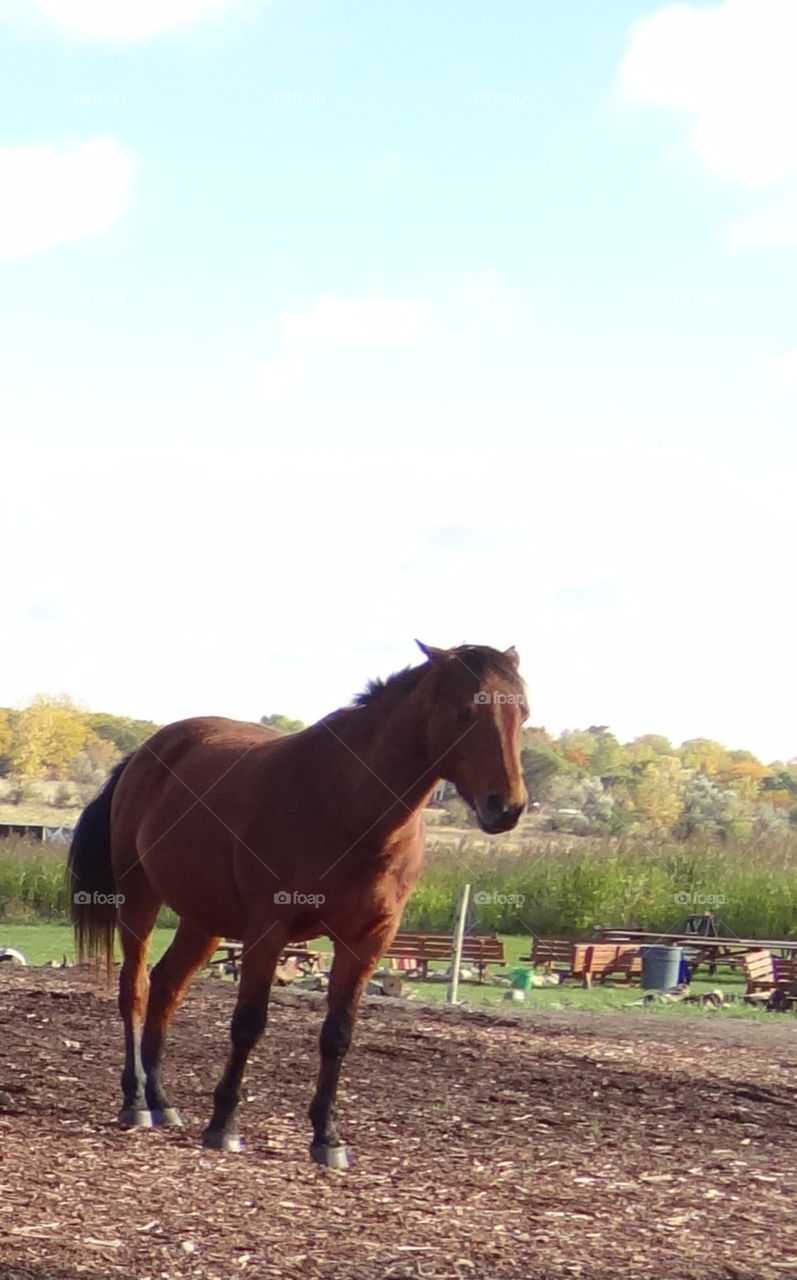Bay Horse. Horse on a farm in Michigan 