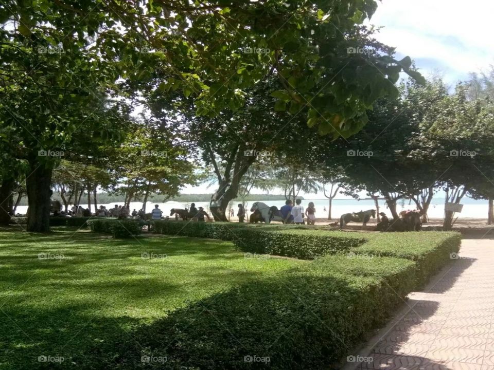 Tree, Grass, Park, Garden, No Person