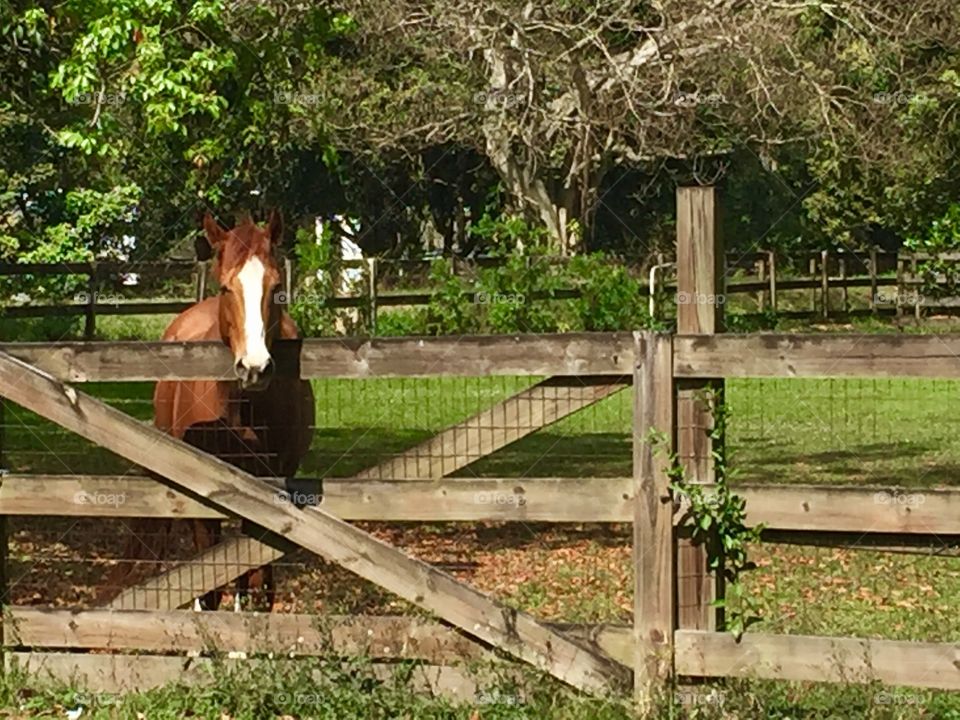 Gated Horse