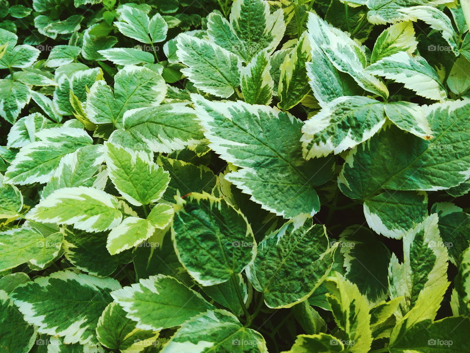 Texture of green leaves