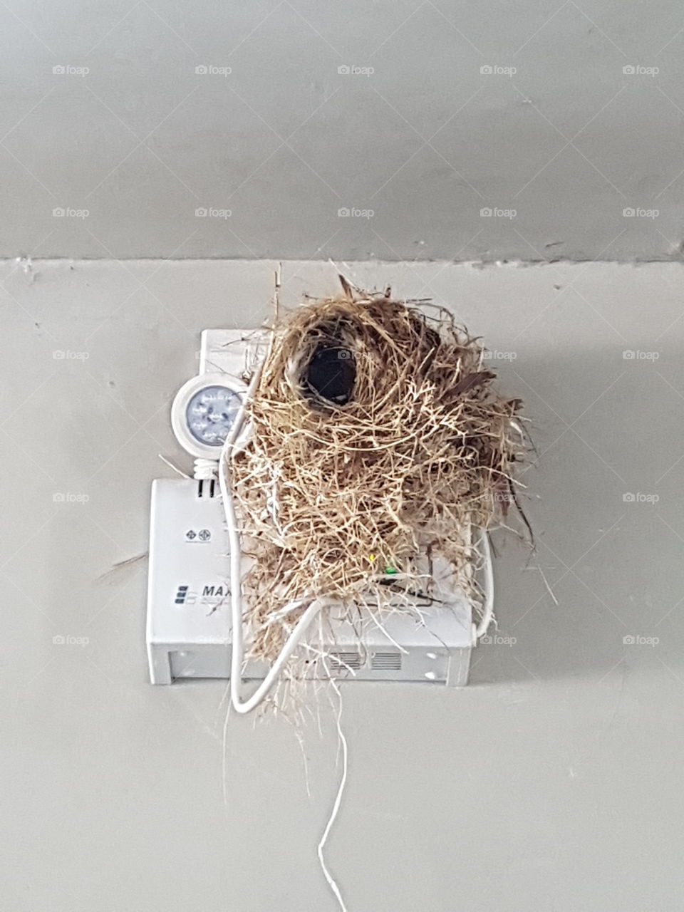 bird nest in urban