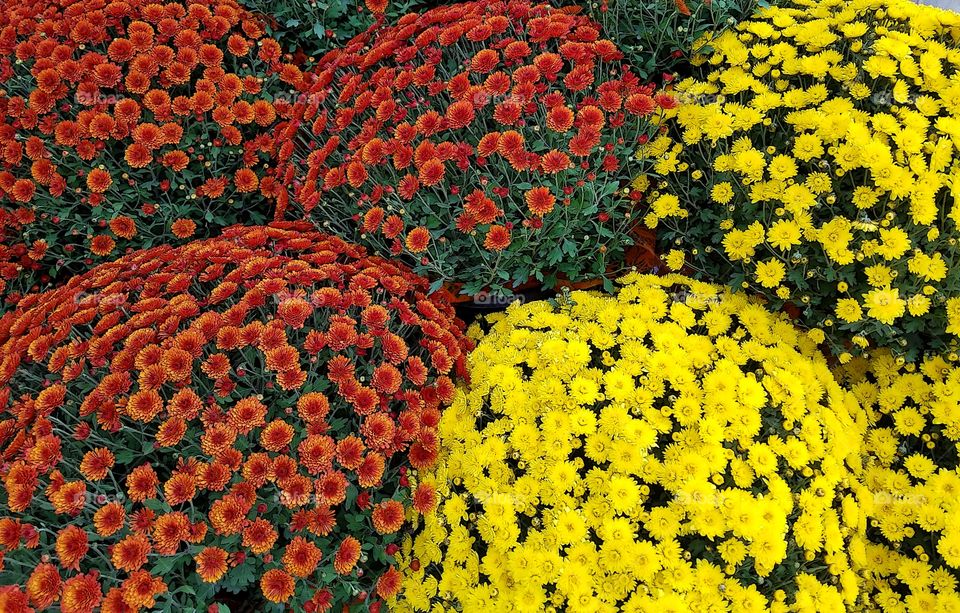 Mums in the Marketplace!