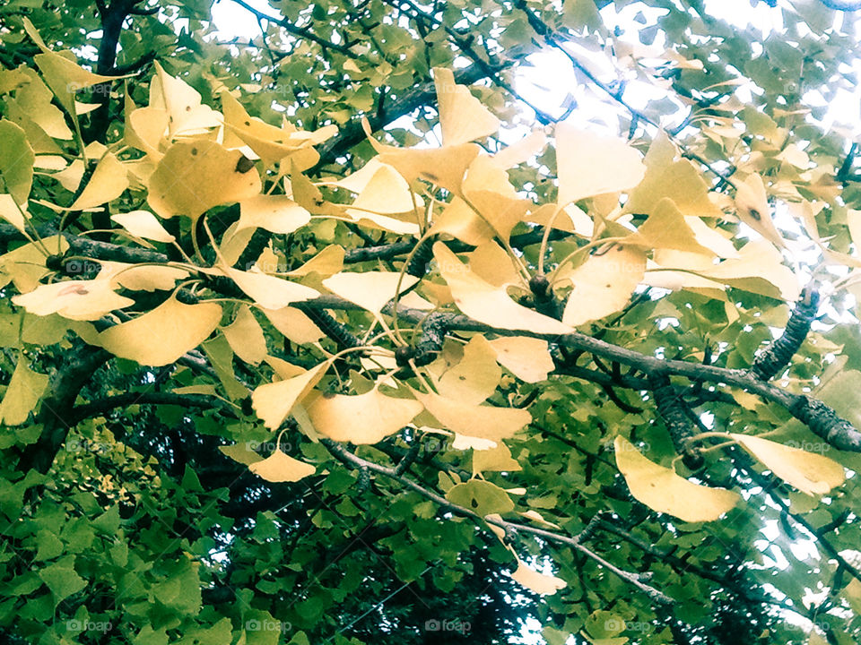 Gingko Tree. leaves of a Gingko tree