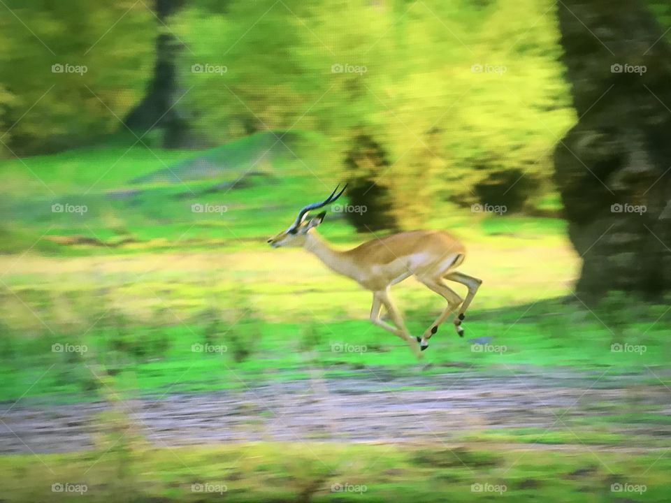Deer Jump