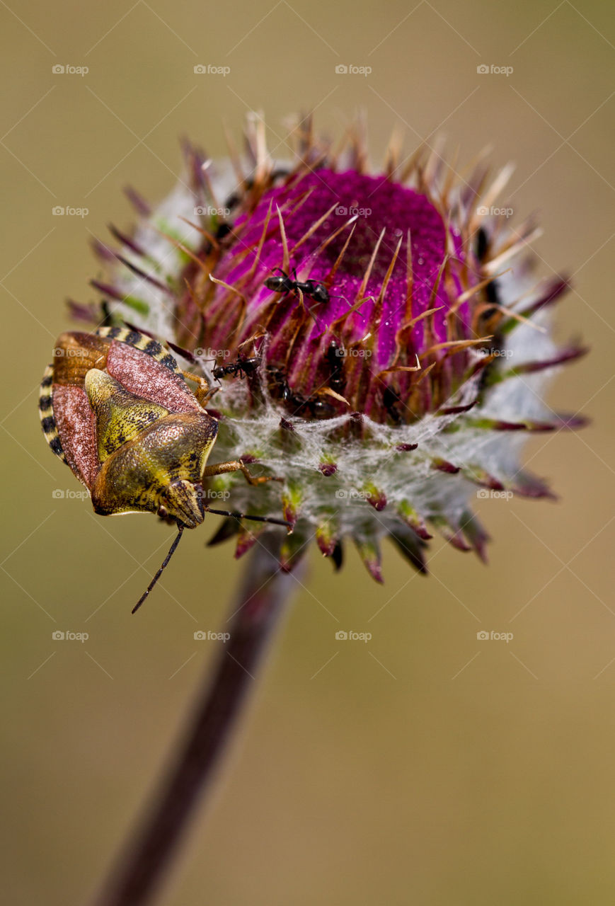The bugs on a pink flower